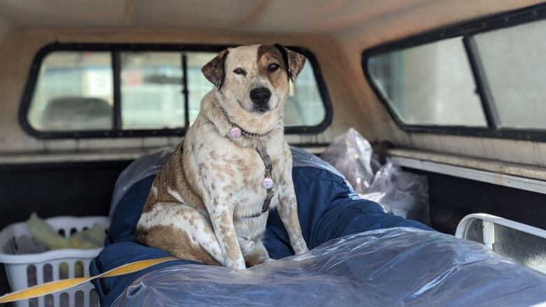 A blue heeler mix sitting on a bed in the back of a truck