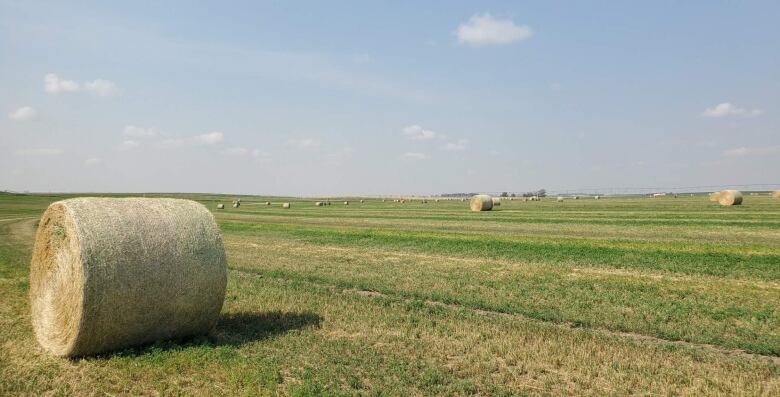 A picture of a hay farm near Lethbridge, Alta. shows a large round bale in the foreground and several others in the distance.