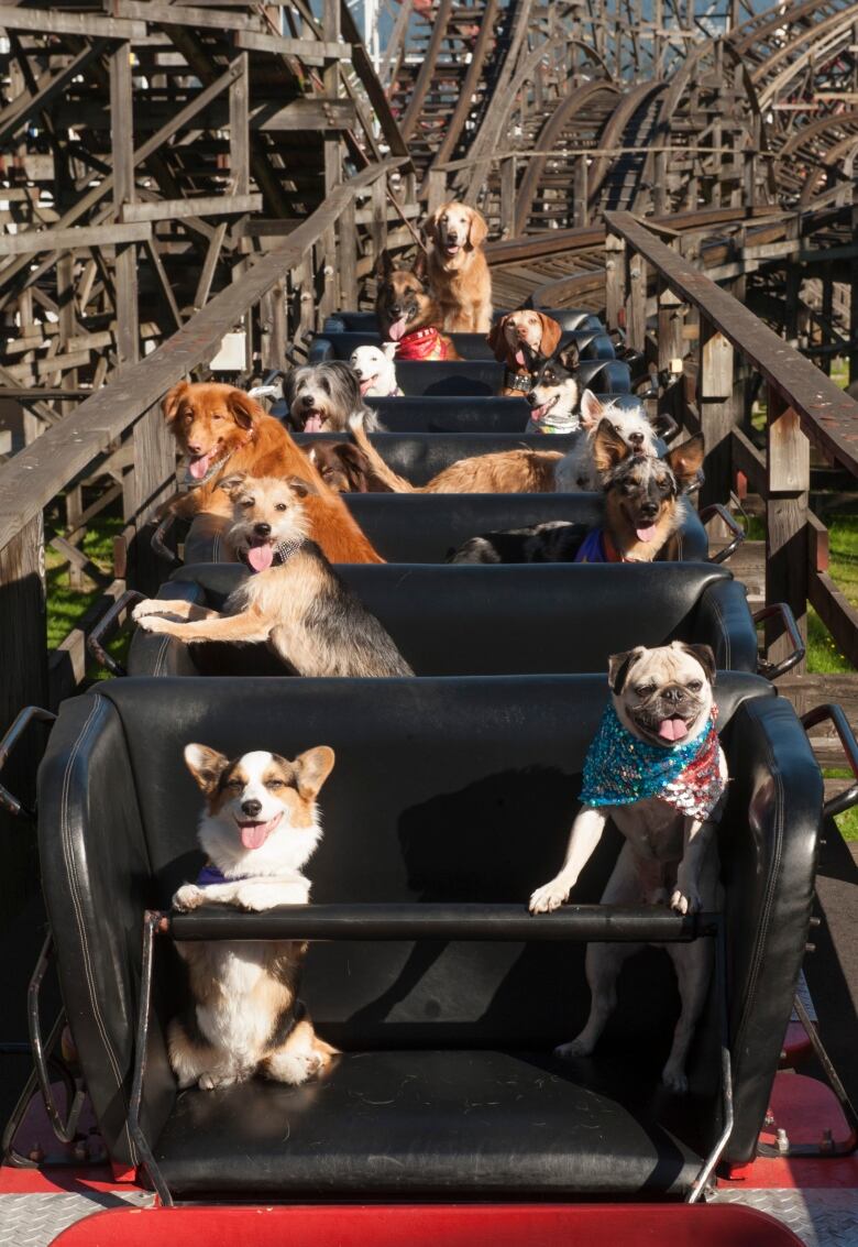 About 12 dogs are perched throughout the seats of the coaster's car. They look like they are smiling.