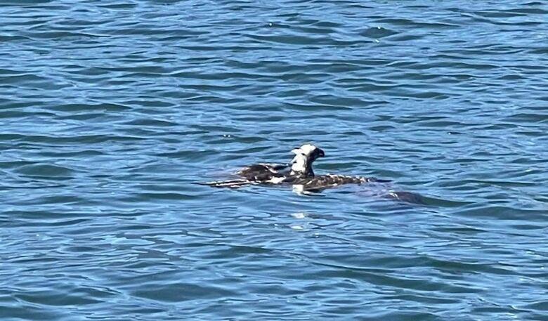 A wide shot of a bird floating in the water.