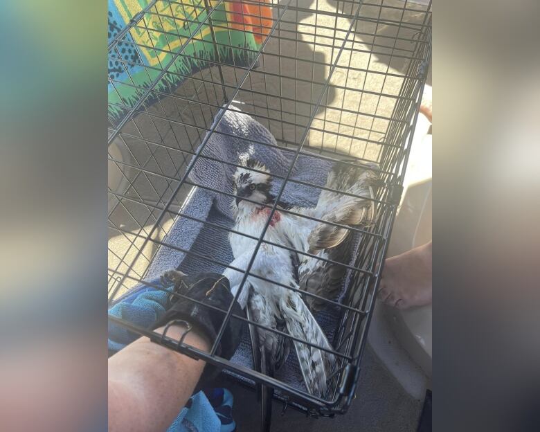 A bird is pictured being kept in a cage.