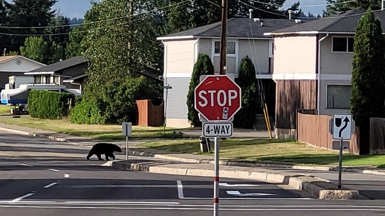 A bear crossing a road.