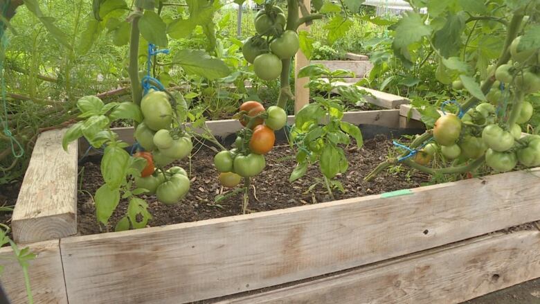 A wooden raised garden bed with vines containing large tomatoes, some of which are turning red, interspersed with green basil plants.