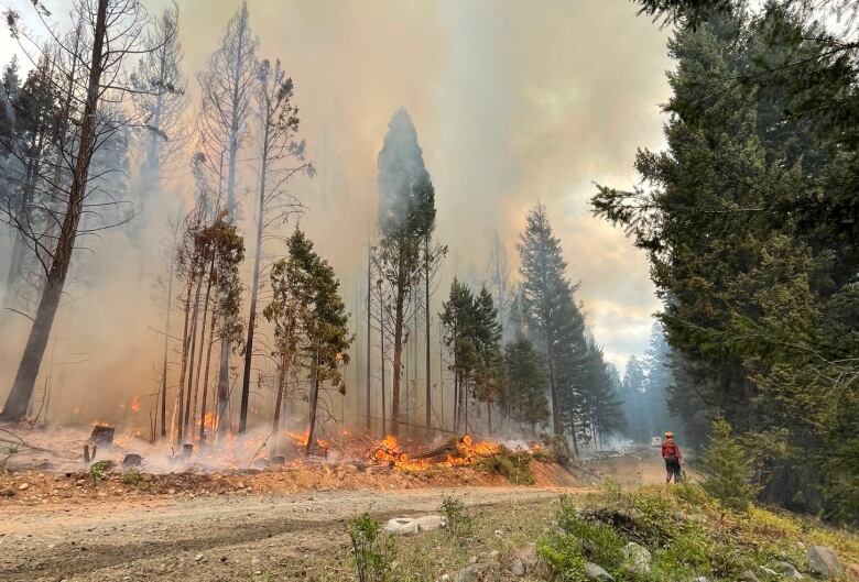 Flames burn at the base of a series of trees as a firefighter works in the distance.