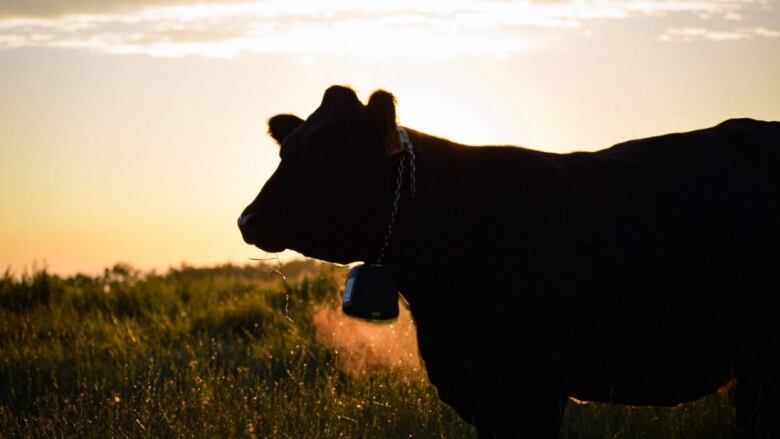 Silhouette of a cow at dusk.