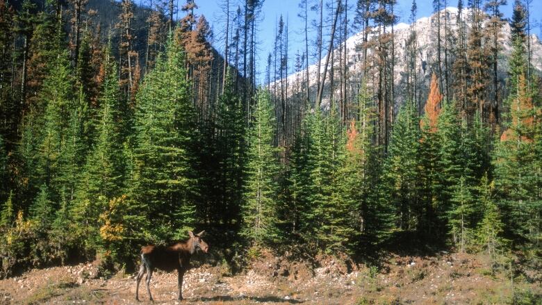 Small green conifers with charred big ones in the background and a young moose in the foreground. 