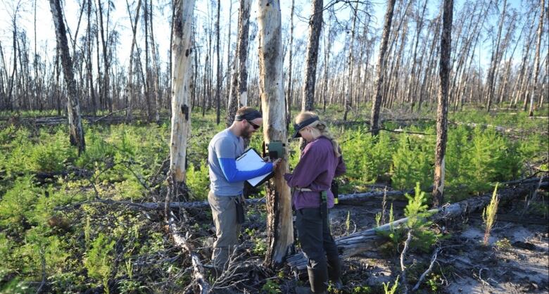 A man and a woman in a regenerating forest 