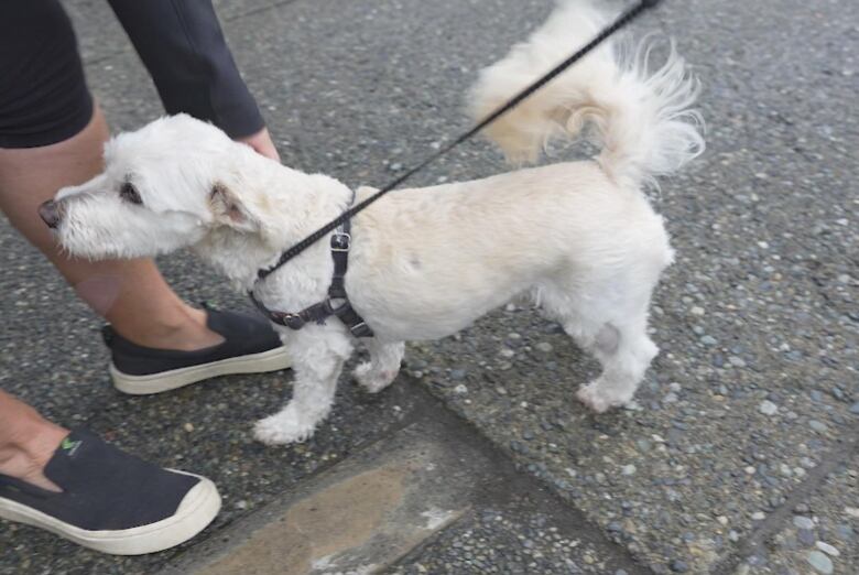 A white dog wags its tail, with a scar visible on its left hind leg.