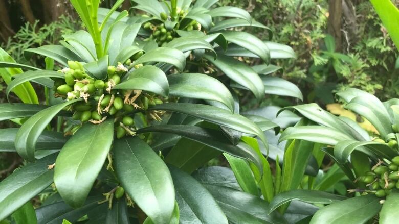 A green shrub with glossy green leaves. 