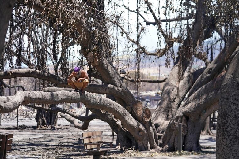 A man crouches on the branch of a large, burnt tree, resting his head on his hand.