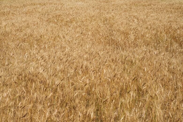 A close up of a wheat field. 