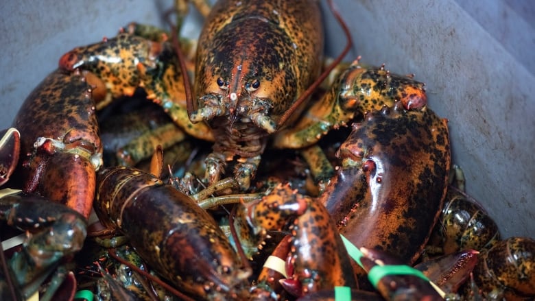 A lobster is pictured with bands on its claws 