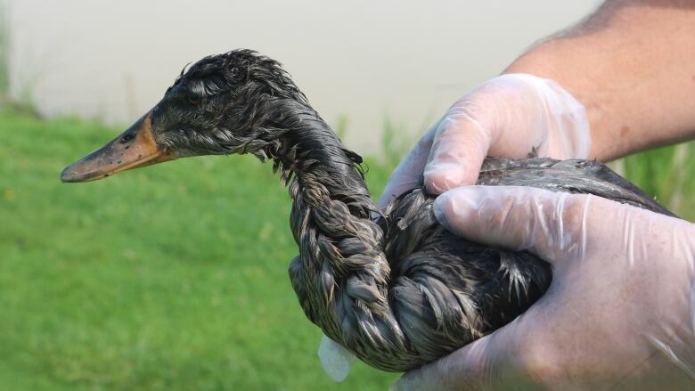 Toronto Wildlife Centre duck 1