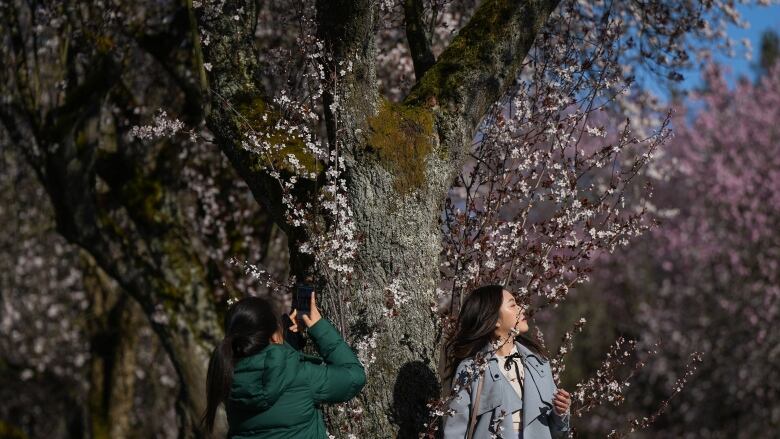 Two women stand beneath a blooming cherry tree.