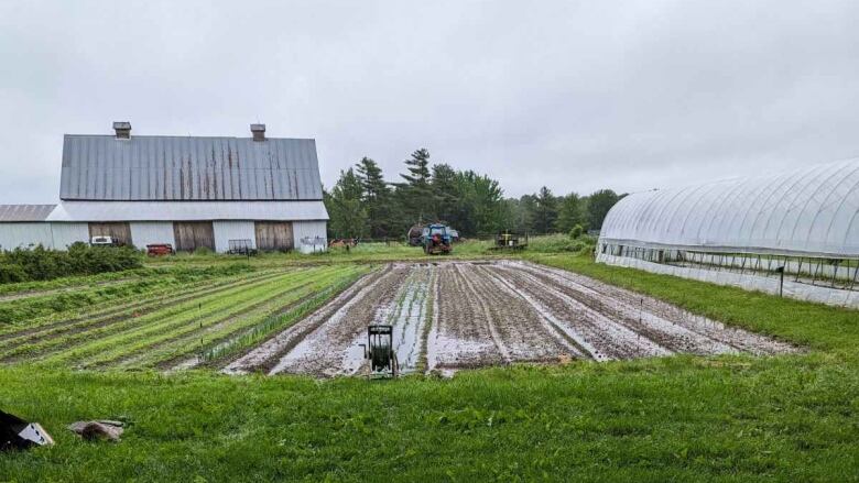 Green crops are drowned in puddles of water.