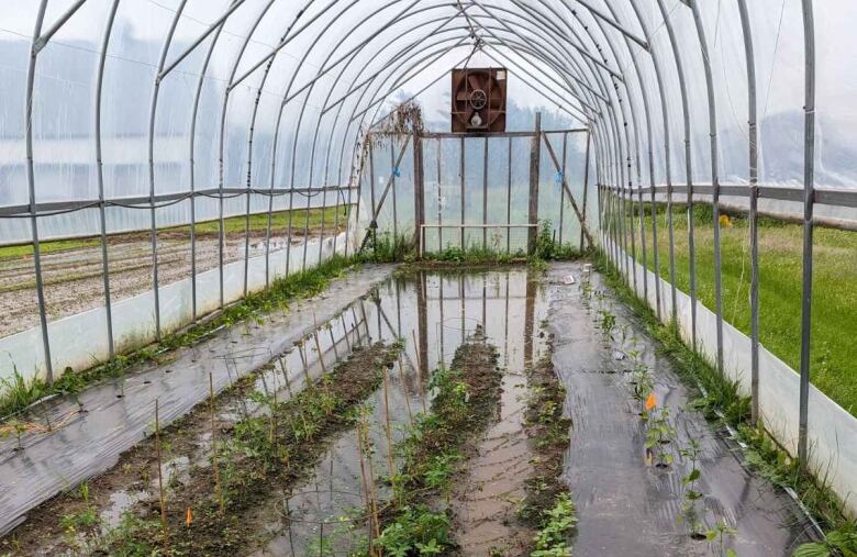 Crops drowned in puddles of water inside transparent greenhouse.