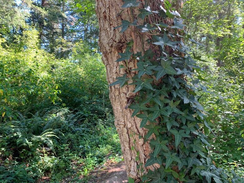 Green ivy trails up the trunk of a coniferous tree in a lush, green forest. 