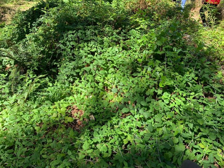 A green vine plant covers the ground. 