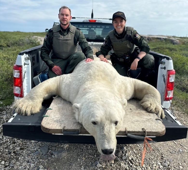 A sedated polar bear on a flatbed of a truck with two conservation officers nearby.