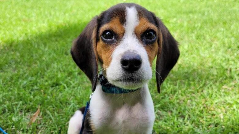 A black, tan and white puppy sitting on grass