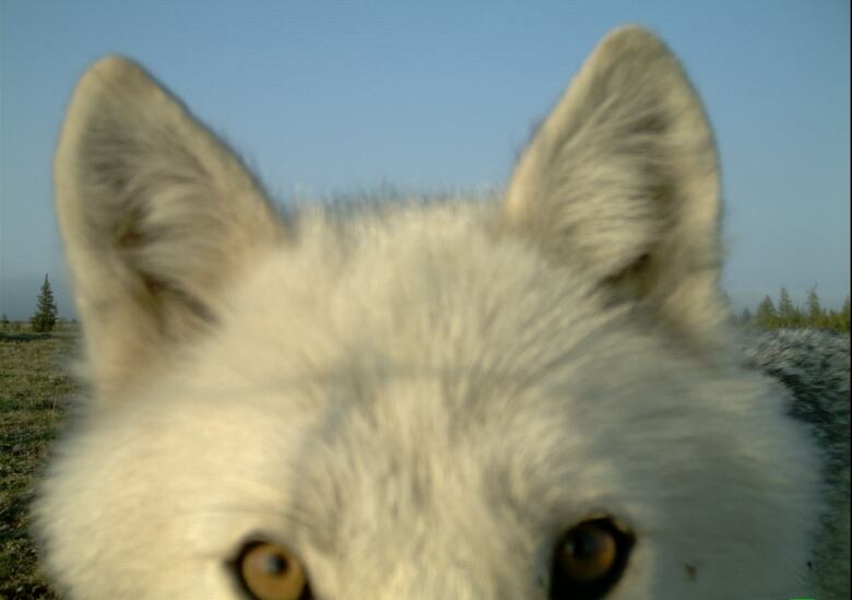 The eyes of a wolf staring into a motion-activated camera.