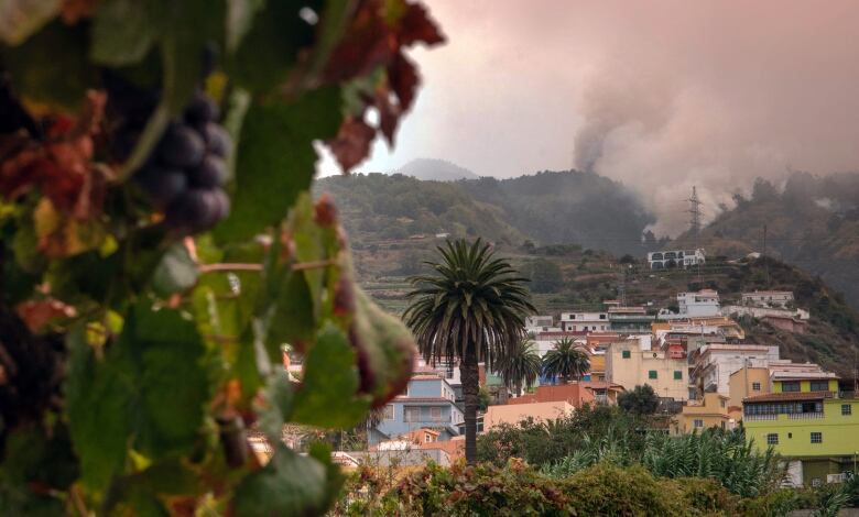 Smoke from a wildfire is seen on sloping and forested ground around La Matanza on the Spanish island of Tenerife on Saturday.