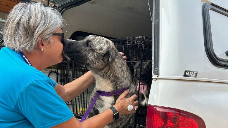 A woman with white hair in a blue T-shirt gets kissed by a dog in a van.