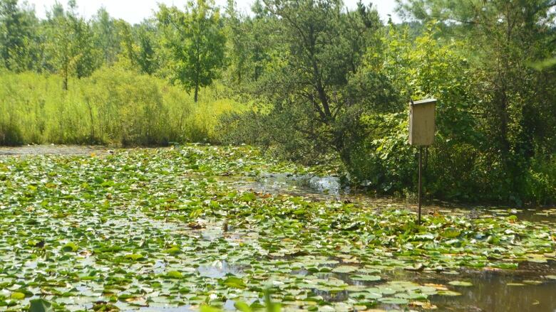 A nesting box is shown in wetland at Upper Cedar Creek in Essex County, Ont. 