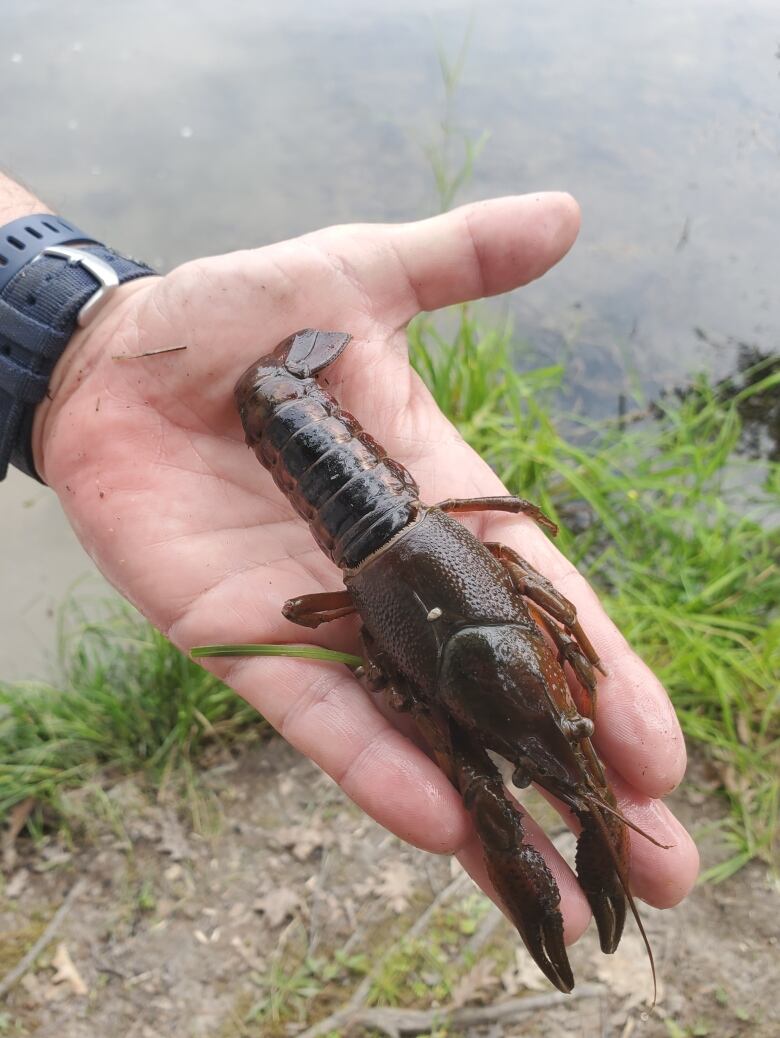 A hand extended with a large, brown crayfish. 