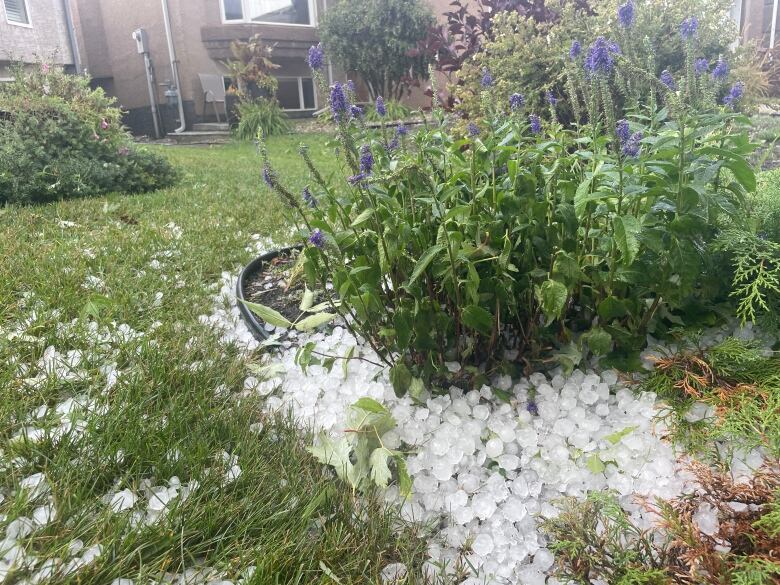 Hail sits on top of a lawn in front of a bush