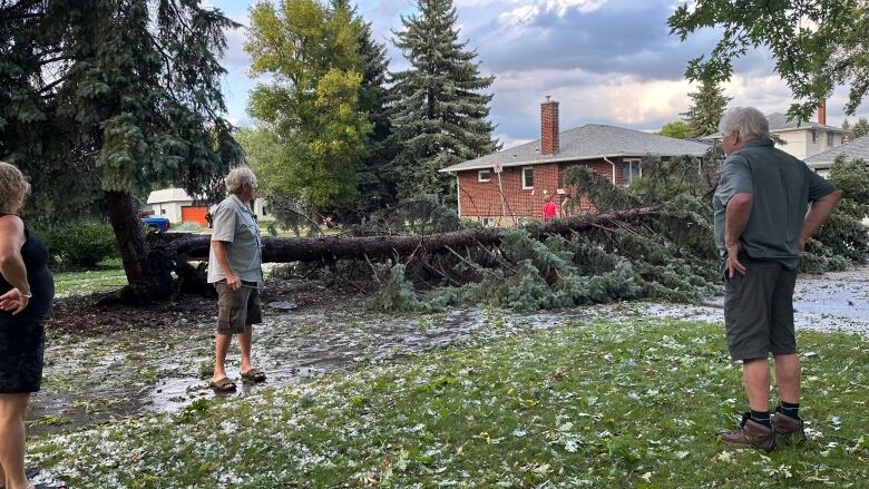 People stand on hail-covered grass and look at a big tree that has fallen over.