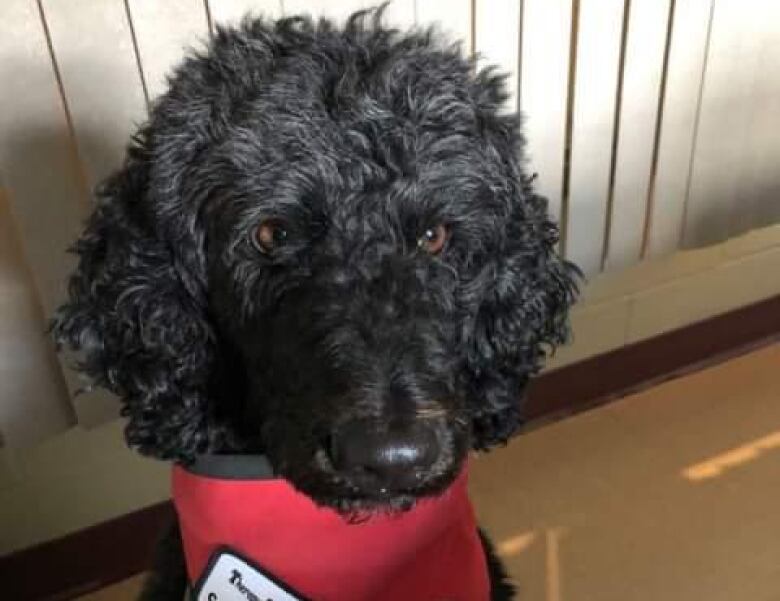 A dog with curly, black hair poses in front of the camera, wear a red scarf.