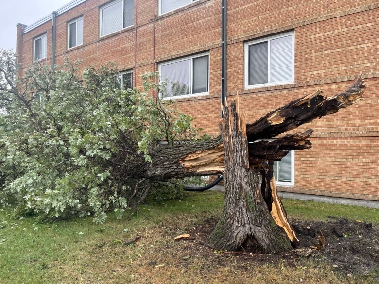 A large tree is broken in half