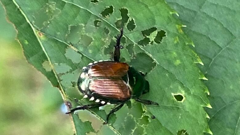 A beetle, with brown wings, a green head and white tufts of fur on its sides chews holes in a leaf.