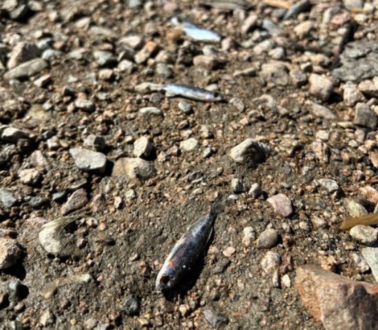 Dead fish on a dry riverbed.