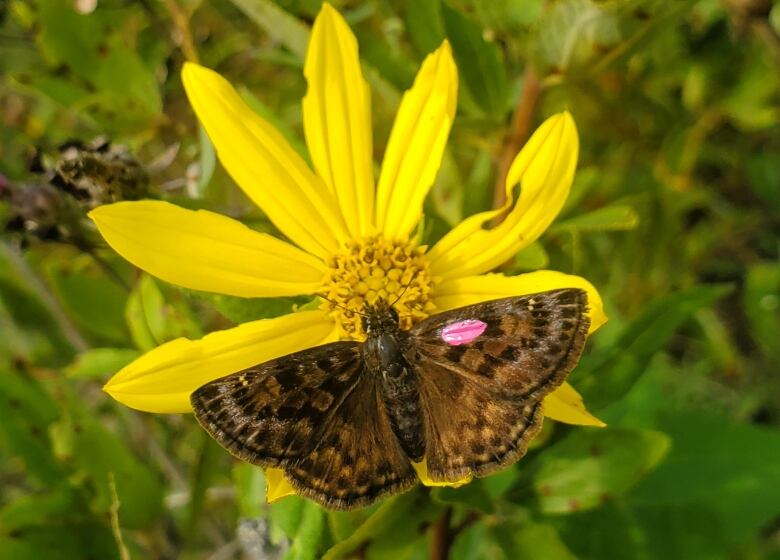 A brown patterned butterfly perched on a yellow flower.