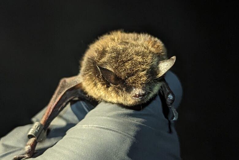 Small brown bat perched on a gloved hand of a scientist