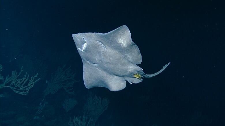 A white skate is swimming against the black backdrop of the deep ocean