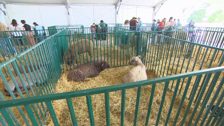 Sheep sit in piles of hay inside an enclosure.