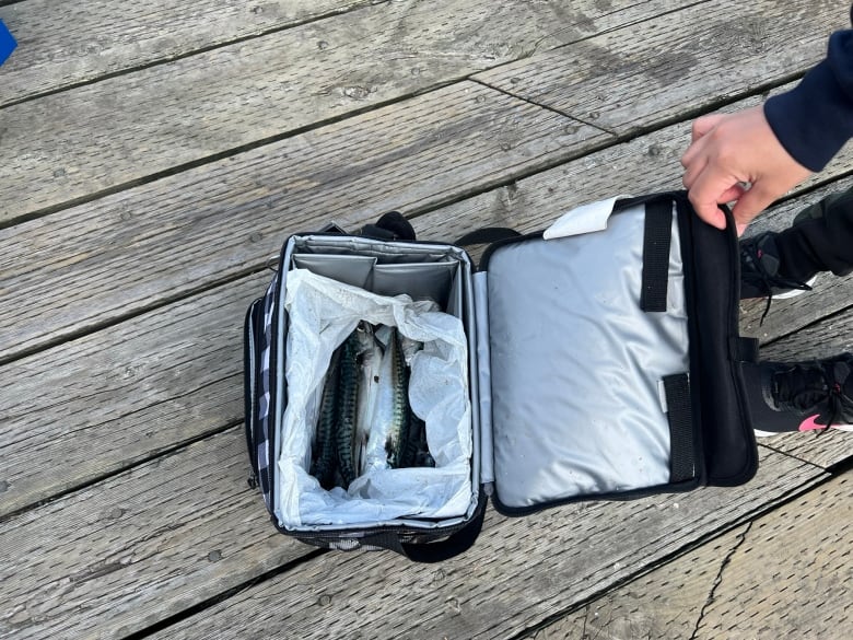 An individual opens a cooler on a boardwalk. Inside is several mackerel 