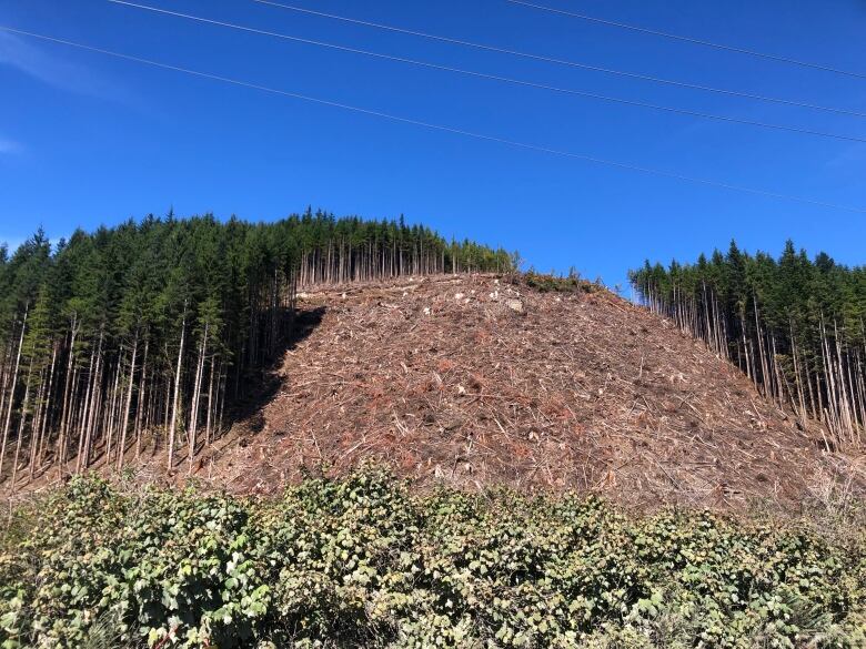 A clear cut is photographed on a remote hillside.