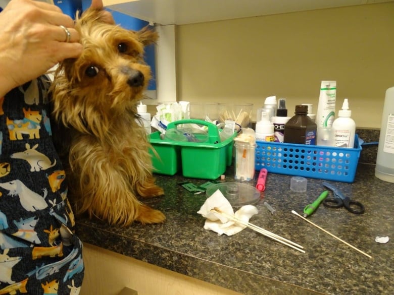 A brown dog receives medical treatment on a countertop.