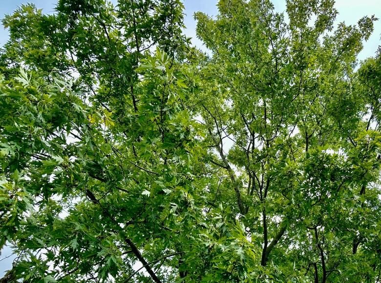 Leafy tree branches on a summer day.