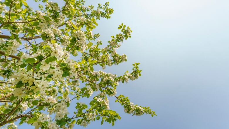 White apple blossoms on a tree against a blue sky.