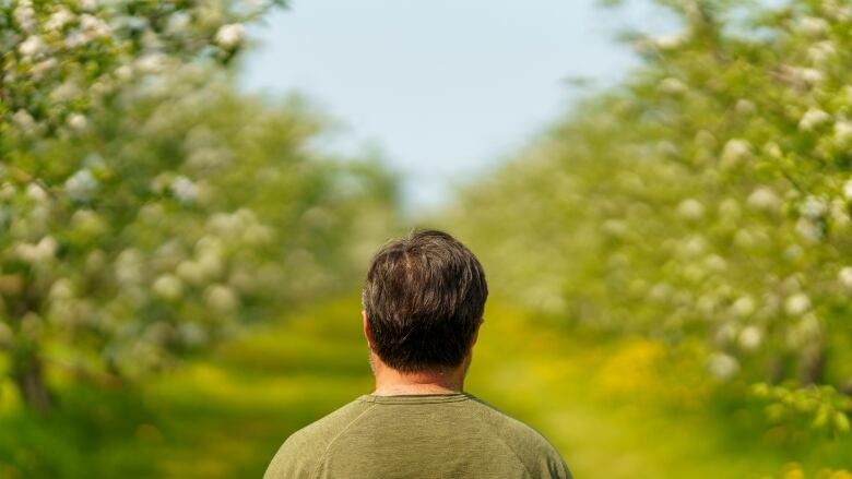 The back of a man's head as he looks at an apple orchard.