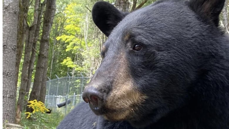 black bear sitting