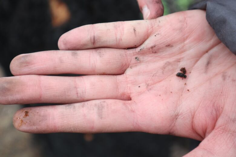 A small brown bug the size of a grain of rice sits in the palm of a hand. 