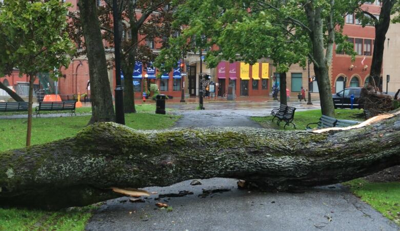 A large tree trunk lies across a walkway in a city park. 