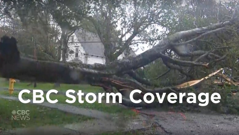 A large tree falls across a road with a white house in the background during hurricane forced winds. 