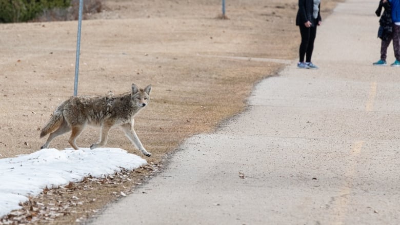 A coyote walks by snow pile.